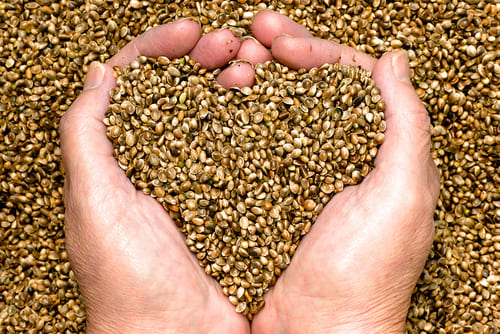 diferencias aceite cañamo aceite cbd